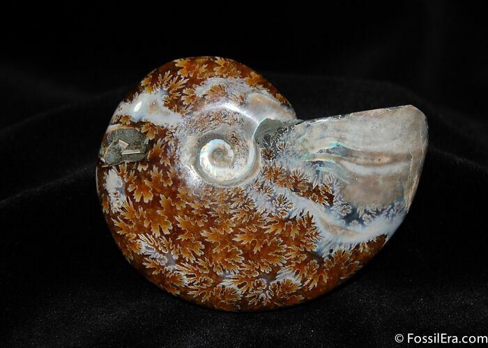 Beautiful Inch Polished Cleoniceras Ammonite #390